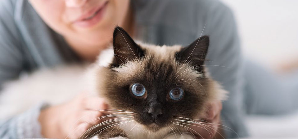 L’offre « Santé Animaux » en détail