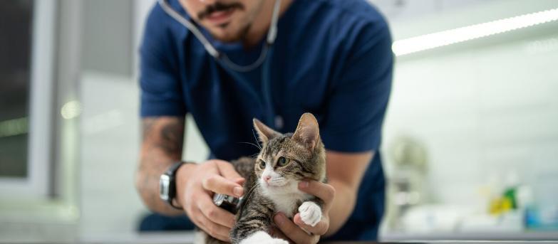 ALM CES ccn cabinets cliniques veterinaires