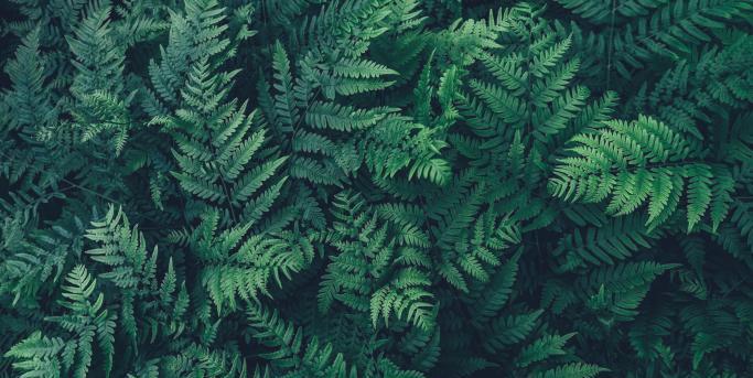 ALM image fougeres 683x343