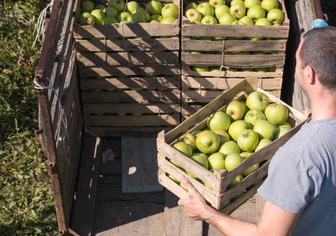 Récolte de pommes