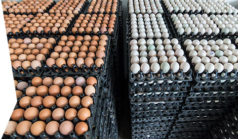 Champ d'application de</br>la CCN oeufs