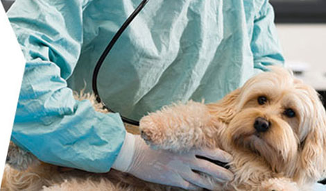 Champ d'application de</br>la CCN des vétérinaires</br>praticiens salariés