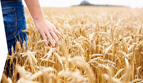 Champ d'application - <br>CCN des métiers de <br>la transformation des <br>grains