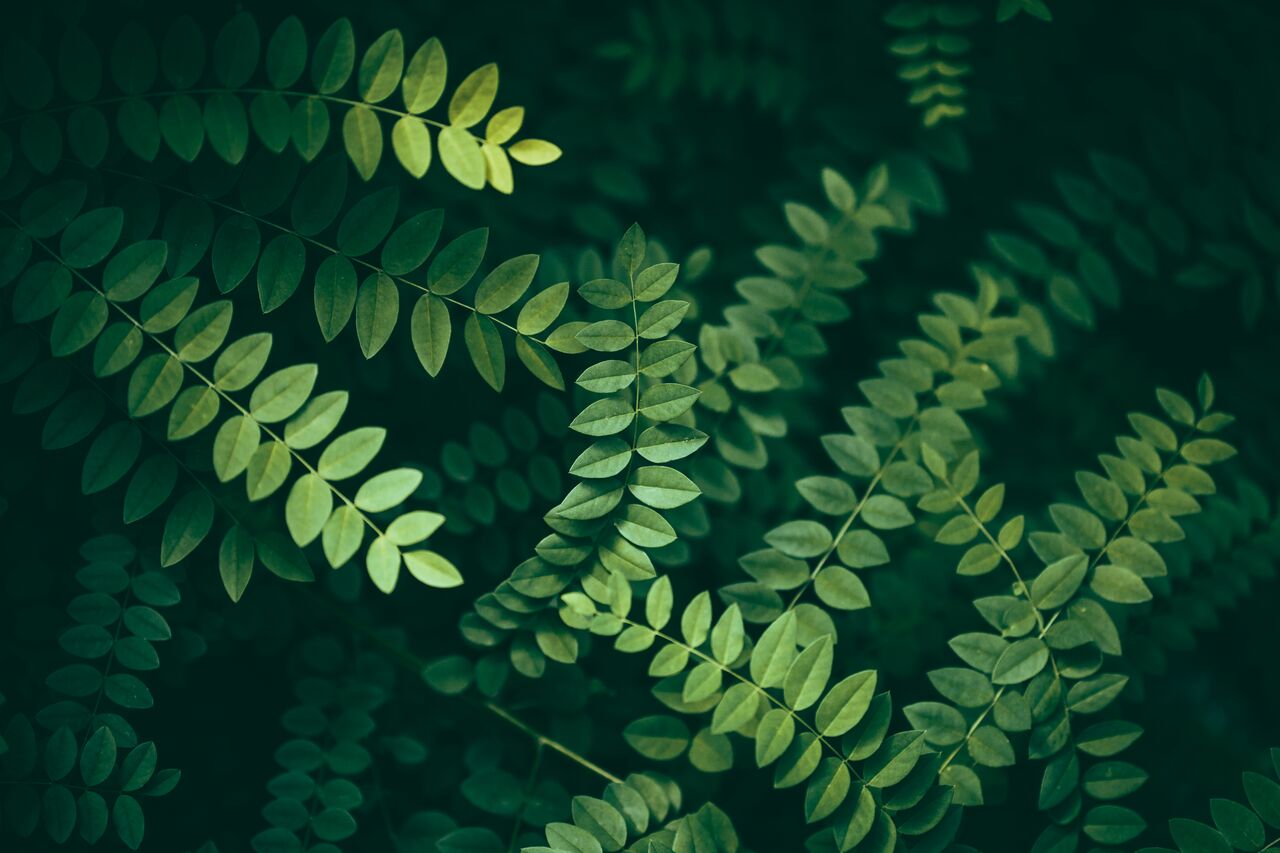1280  Web Feuilles acacias (1)