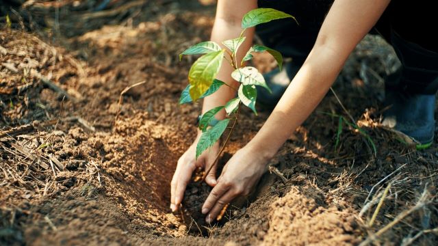 Personne faisant de la jardinerie