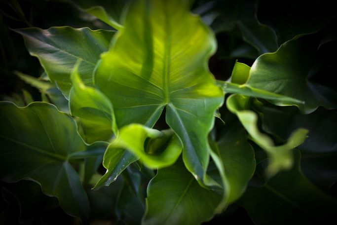 Texture feuilles